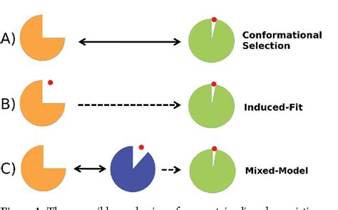 Induced Fit Or Conformational Selection The Role Of The Semi Closed