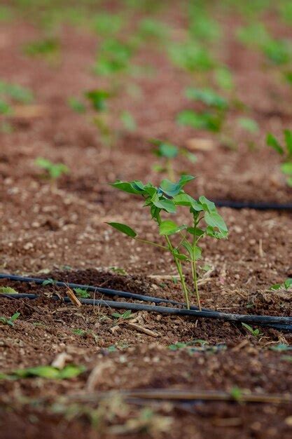 Premium Photo Indian Farming Cotton Baby Tree Small Plant Grow In Farm