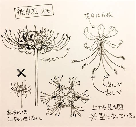 Some Type Of Flower Drawing On Paper With Chinese Writing In English