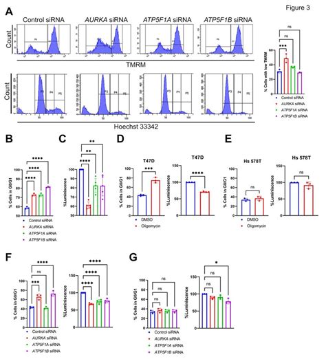 Downregulation Of Aurka Atp5f1a Or Atp5f1b Induces A Cell Cycle Arrest