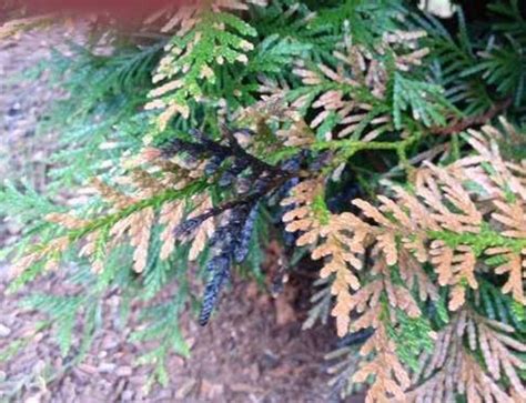 Why My Butterfly Bush Looks Dead And How To Revive It