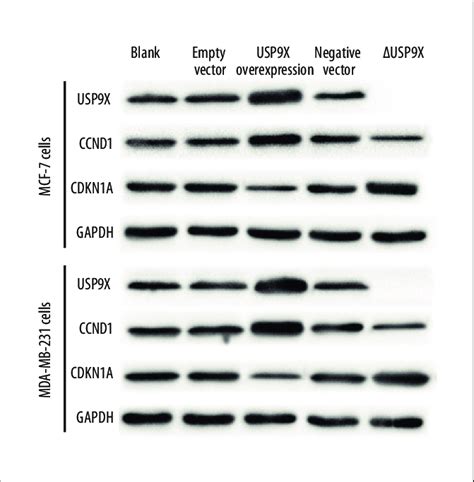 Western Blot For The Detection Of CCND1 And CDKN1A Expression In MCF 7