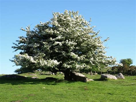 Cloud Hands: High in the Hawthorn Tree