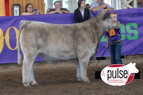 National Jr. Chianina Show | Owned Chianina Heifers – Division III ...