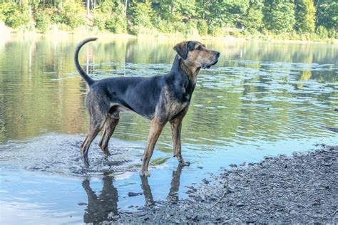 Deckrüden Ealc European Association Of Louisiana Catahoulas