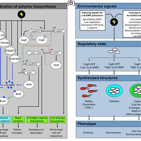 Salmonella Taxonomy And General Classifications The Genus Salmonella Download Scientific