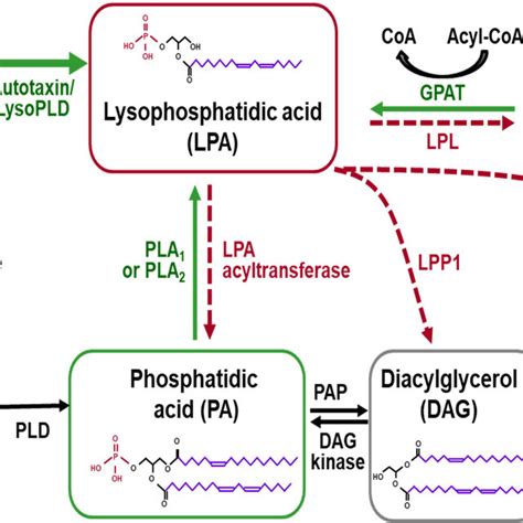 The Enzymatic Pathways Of Lysophosphatidic Acid LPA Synthesis And