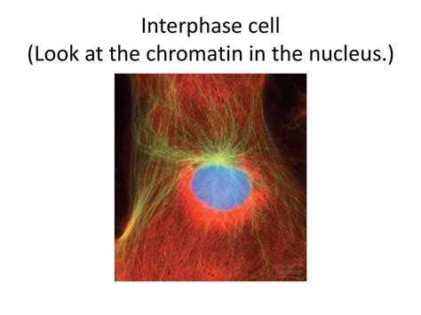 Pre Ap Biology The Cell Cycle 1 5 Part Ppt Download