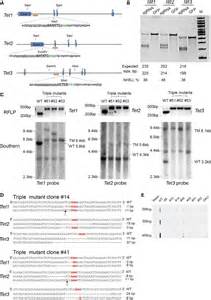 One Step Generation Of Mice Carrying Mutations In Multiple Genes By Crisprcas Mediated Genome