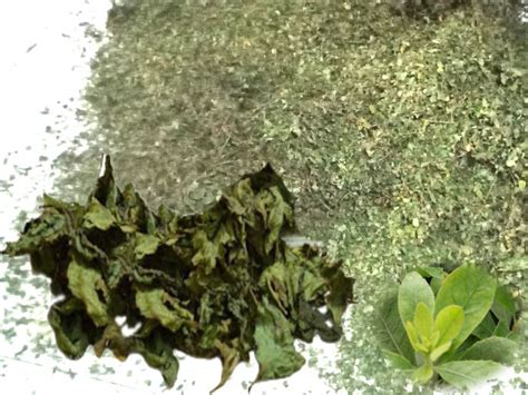 Daun Beluntas 100 Kering Hijau 1kg Lazada Indonesia