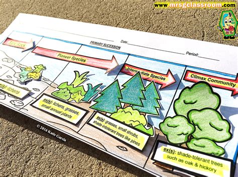 Ecology Succession Worksheet