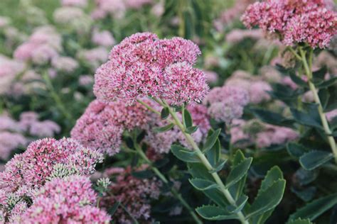 25 Best Plants for Clay Soil Gardens