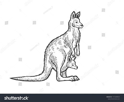 Kangaroo Baby Cub Kangaroo Pouch Animal Stock Vector (Royalty Free ...