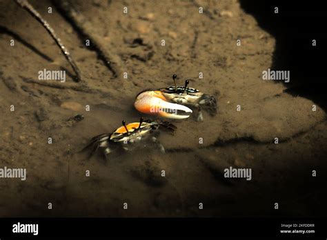 Tiny Fiddler Crabs On Cigenter River Handeleum Island Ujung Kulon