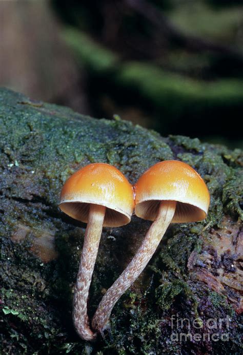 Snakeskin Brownie Mushrooms Photograph By John Wrightscience Photo