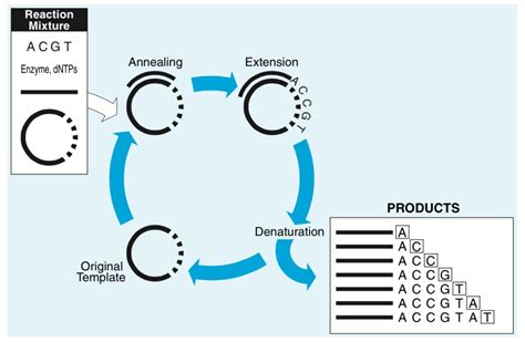 Guide To Sanger Sequencing By Capillary Electrophoresis From Education To Application Behind