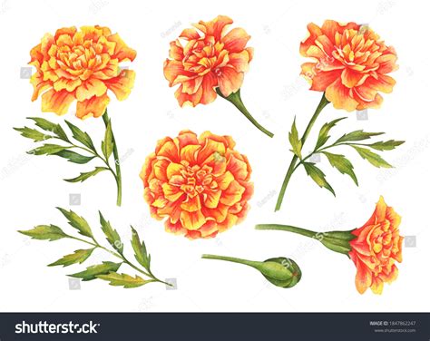 Watercolor Set Marigold Flowers Hand Drawn Stock Illustration 1847862247 Shutterstock