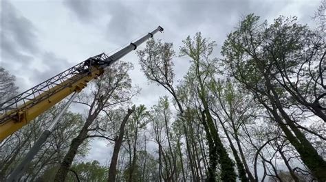 Mooresville Nc Tree Removal Youtube