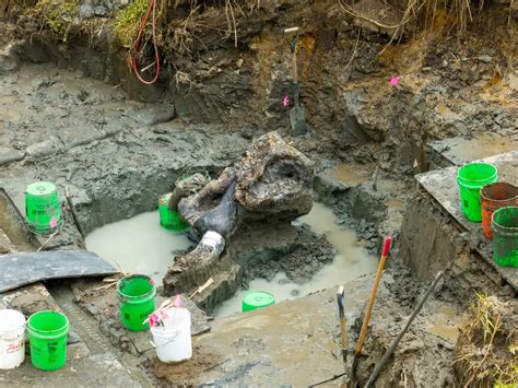 13600 Year Old Mastodon Skull Uncovered In Iowa
