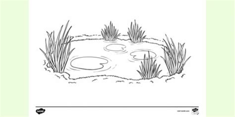 Free Pond Colouring Sheet Teacher Made