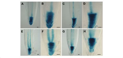 Ah Patterns Of Expression Of An Auxin Responsive Promoter Dr5 In