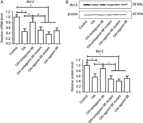 Mir 98 Repressed The Bcl 2 Expression In Oa Rats Silencing Of Mir 98 In Download Scientific