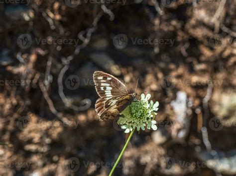 Bright Imago Chazara Briseis The Hermit Is A Butterfly Species