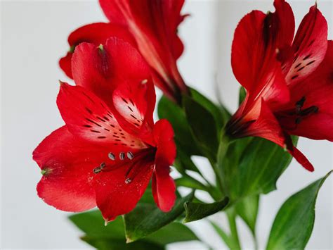 How To Grow Lilies In A Greenhouse Greenhouse Emporium