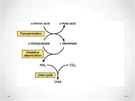 Metabolism of protein | PPT