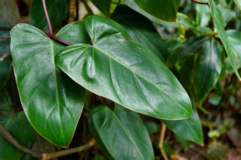 How To Grow And Care For Philodendron Houseplants