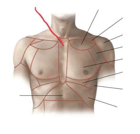 Human Anatomy Regions Of The Thorax Flashcards Quizlet