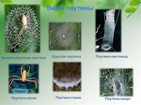 Виды паутин | Пикабу