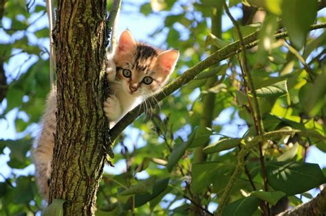 Chat De Goutti Re Ou Chat De Race