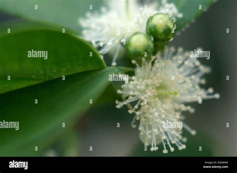 psidium littorale cattley guava strawberry guava stock photo alamy