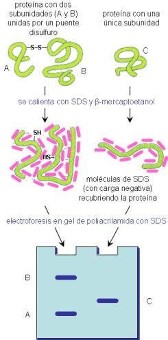 Electroforesis