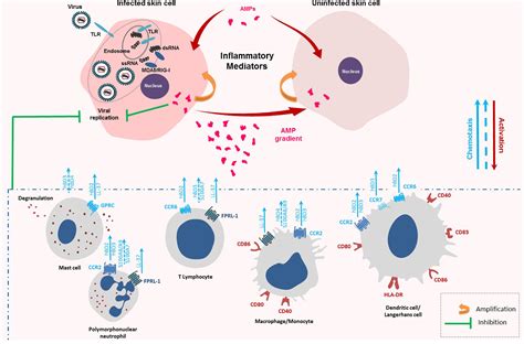 Frontiers Antiviral And Immunomodulatory Properties Of Antimicrobial