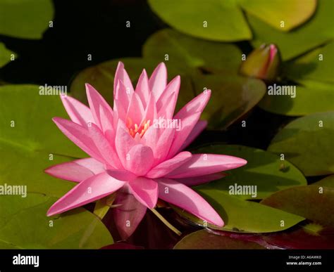 Fleur De N Nuphar Rose Et N Nuphar Nymphaea Plante Aquatique