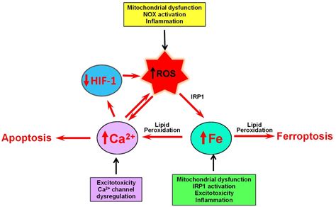 Frontiers Noxious Ironcalcium Connections In Neurodegeneration