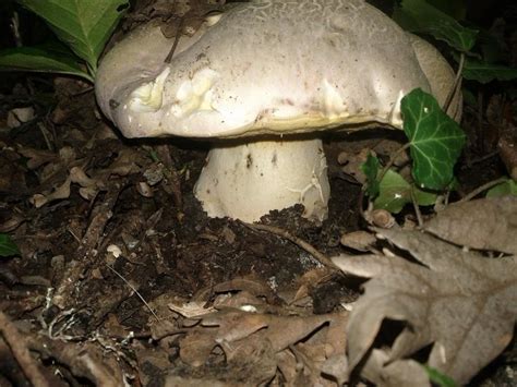 Боровик королевский (Butyriboletus regius) фото и описание