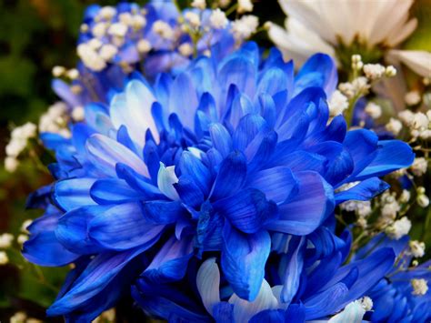 Blue Chrysanthemums | Welcome to FablesandFlora.com