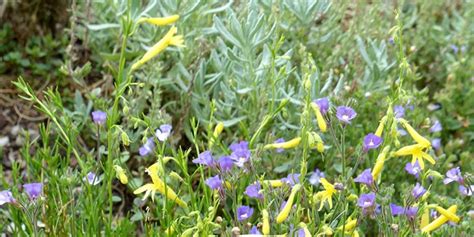 Hoo House Nursery Penstemon Pinifolius Mersea Yellow