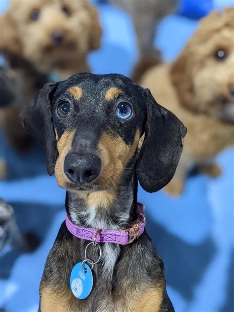 Friday At Dog Daycare Lemmyworld
