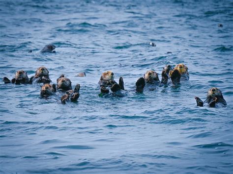 Sea Otters in the Water · Free Stock Photo