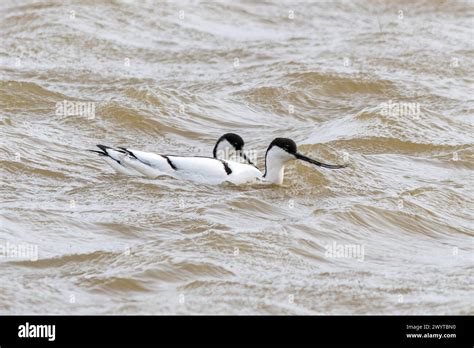 Avocets Recurvirostra Avosetta A Pair Of The Black And White Wading Birds In Water Kent