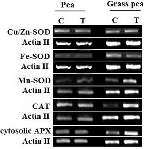 MRNA Expression Levels Of Cu Zn SOD Fe SOD MnSOD CAT And Cytosolic