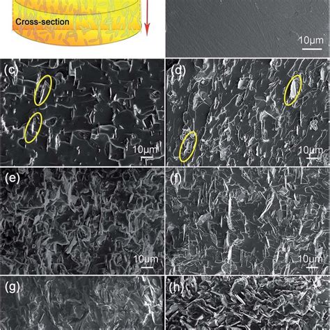 SEM Images Of The Cross Sectional Morphology For H BN C BN EP