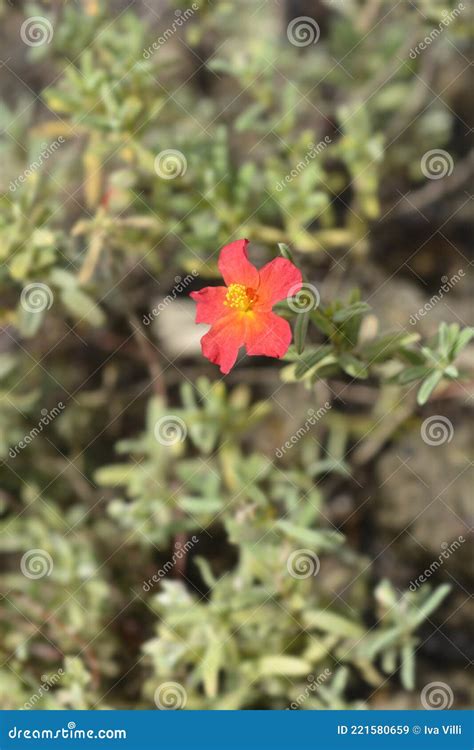 Rock Rose Fire Dragon Stock Image Image Of Nature Botany 221580659