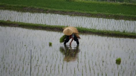 A Grain Of Truth Inside Japanese Rice Insidejapan Tours