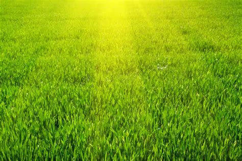 Benefits Fertilization Provides Your Bowling Green Lawn