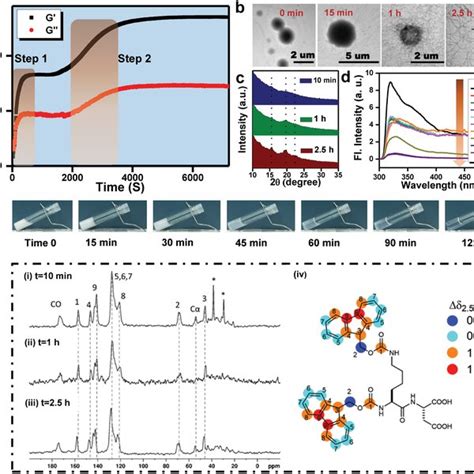 Twostep Assembly Process Of The FmocLys Fmoc Asp Hydrogel A